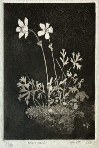 Anemones