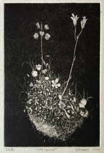 Hyacinths (Hyacynths)